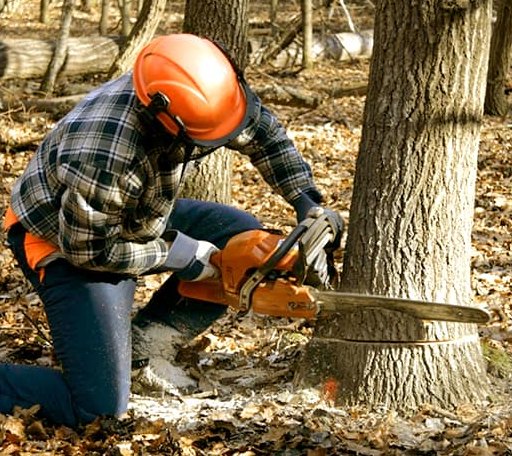 Tree Removal in Christiansburg, OH